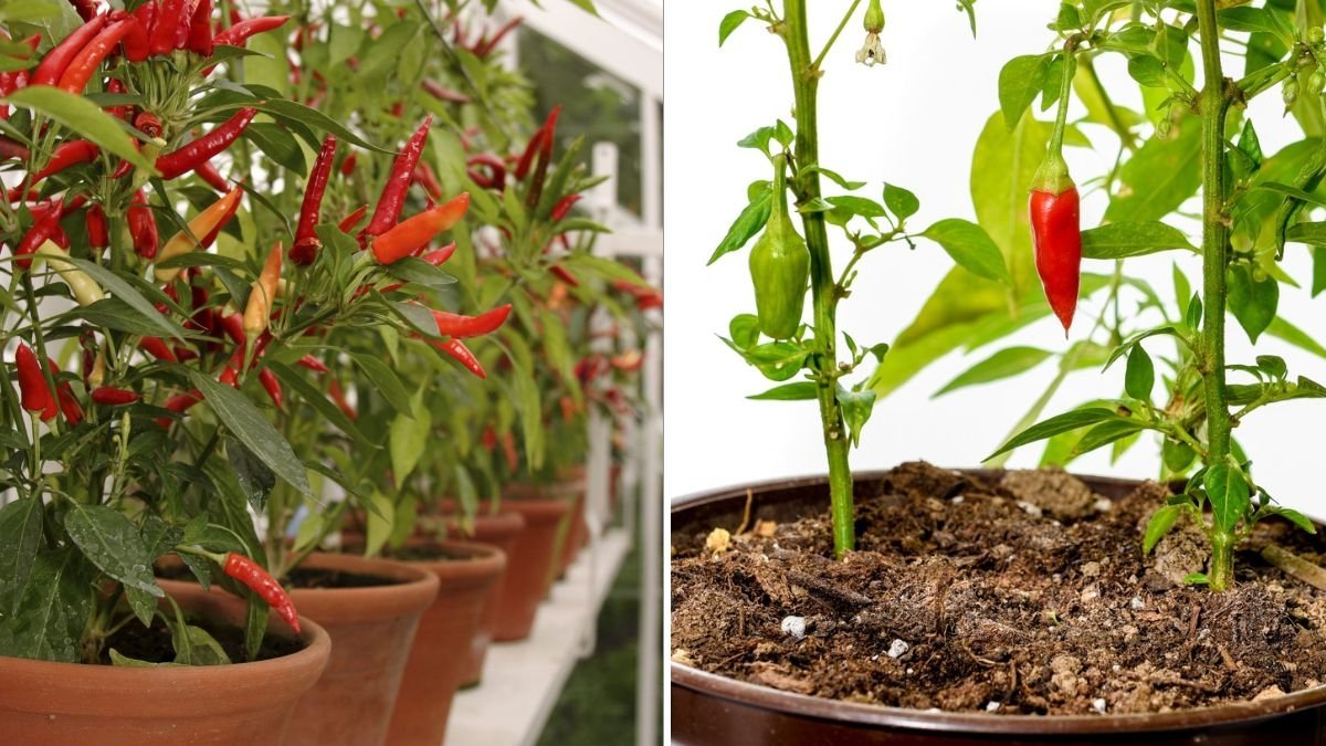 Grow Peppers in Plastic Bottles: Easy, No-Water Gardening for Maximum Flavor at Home