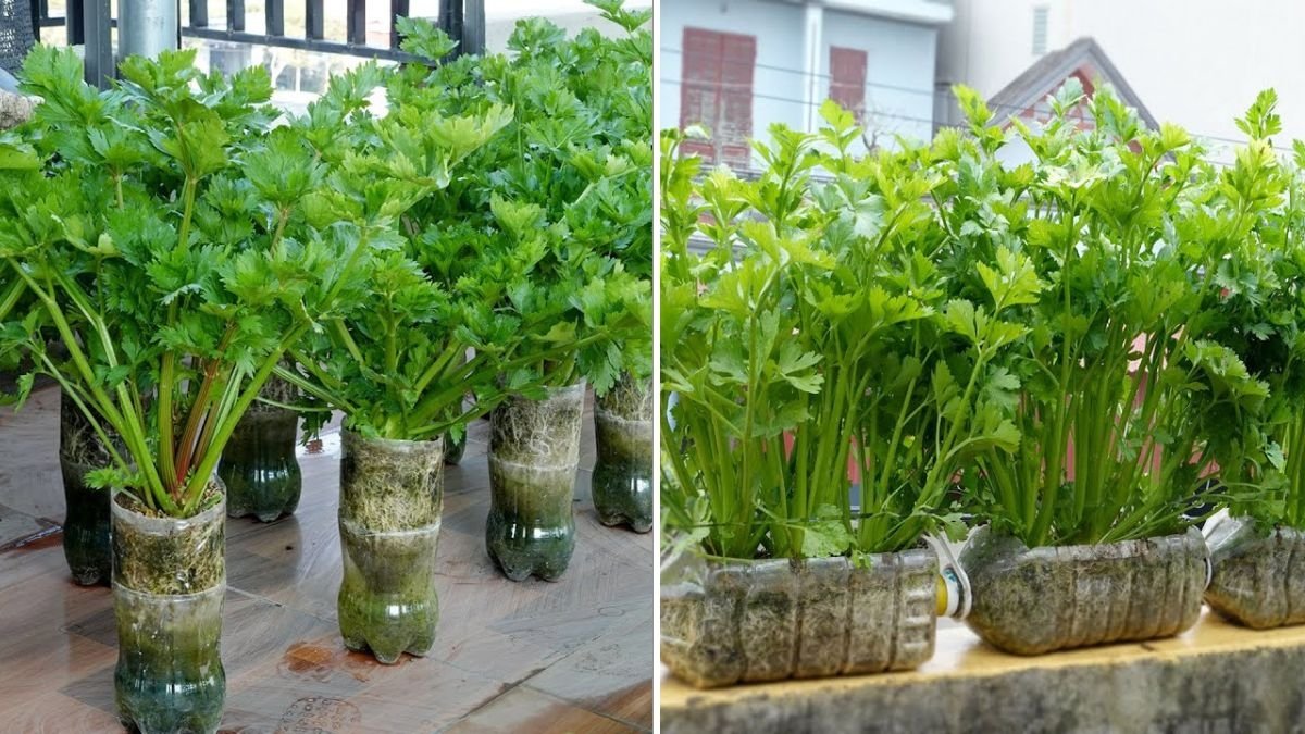 Grow Celery Easily at Home: How Small Plastic Bottles Can Yield Lush, Fresh Vegetables