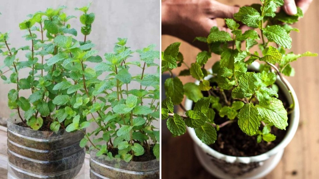 Grow Fresh Mint at Home: Easy Plastic Bottle Water Gardening for Endless Herbs