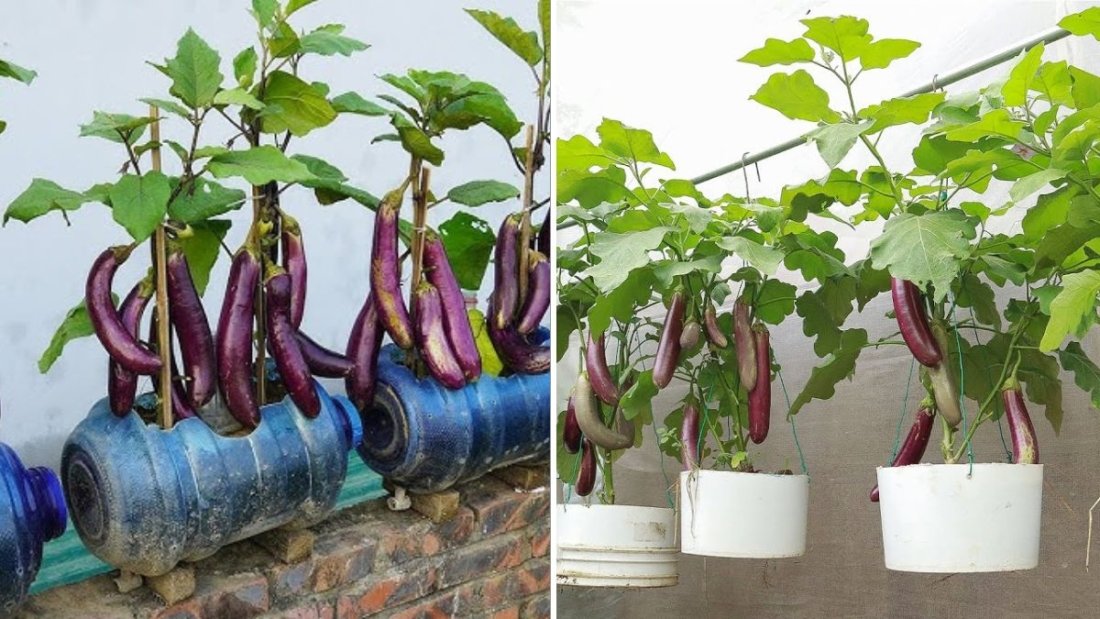 Revolutionary Way to Grow Eggplant in Used Plastic Bottles: Big, Crunchy Fruits at Home