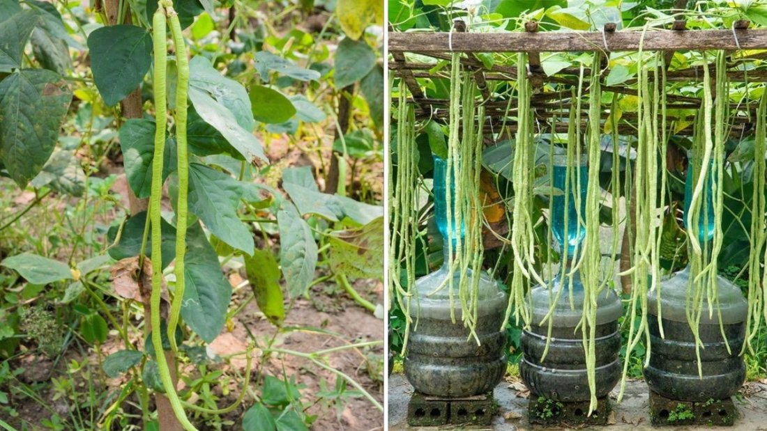 How to Grow Big, Long Beans in Plastic Bottles: A Smart Gardening Hack for Americans
