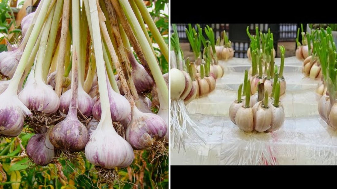 How to Grow Garlic by Planting the Base: A Quick and Easy American Gardening Guide