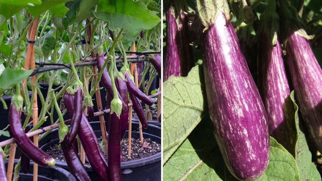 No Garden? No Problem! How to Grow Eggplant at Home for High Yield and Plenty of Fruits