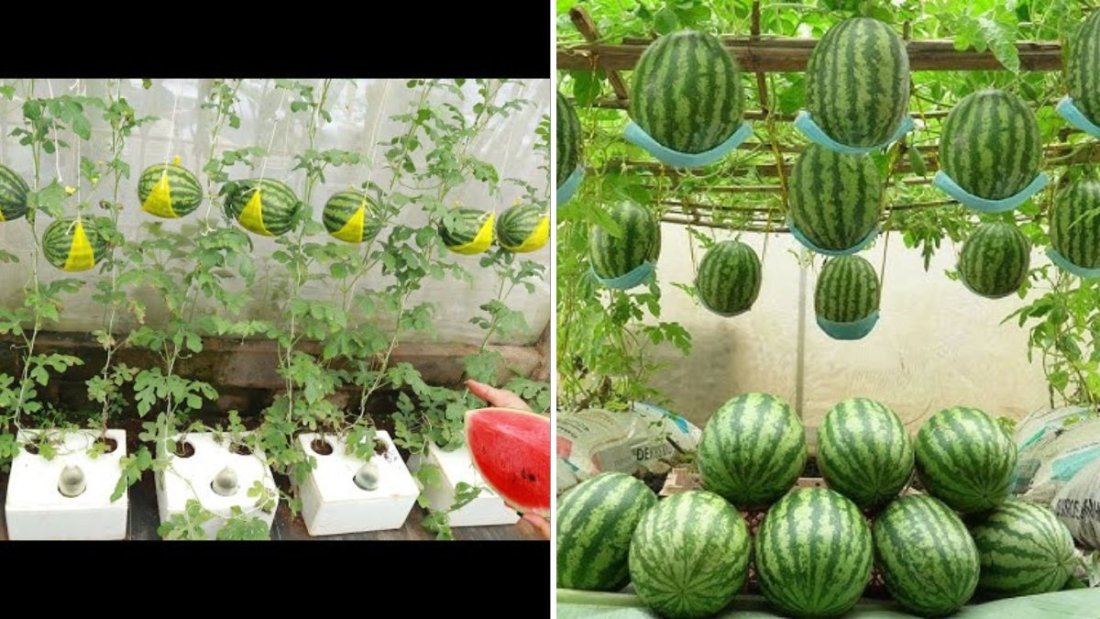 Secrets for Growing Pumpkins, Melons, and Watermelons: A Complete American Home Gardening Guide