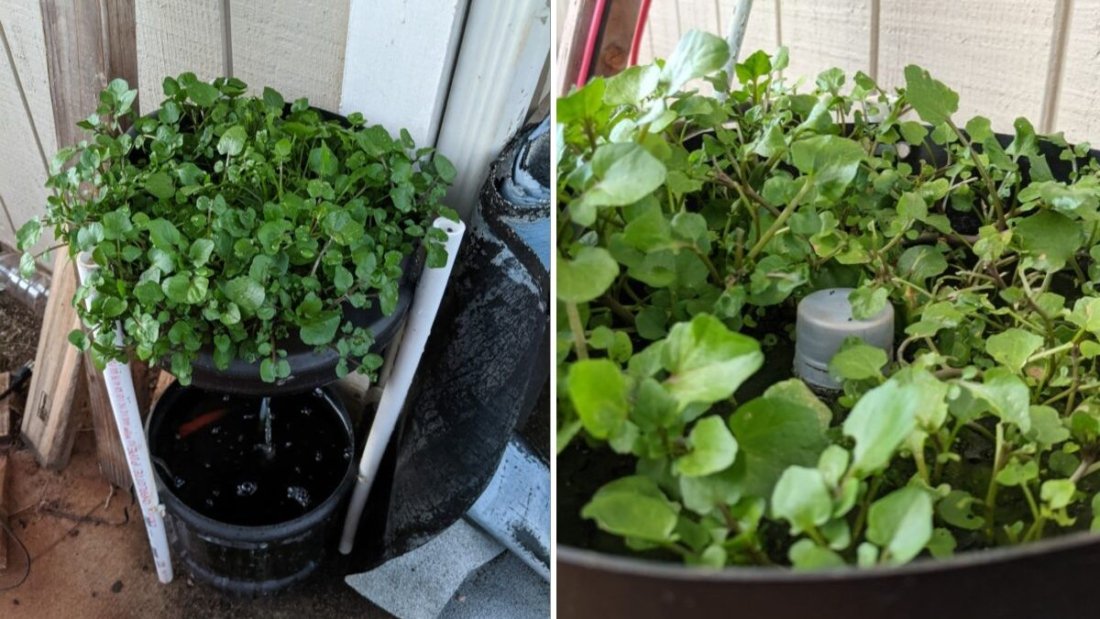 Watercress Wonders: Why This Superfood Deserves a Spot in Your American Kitchen