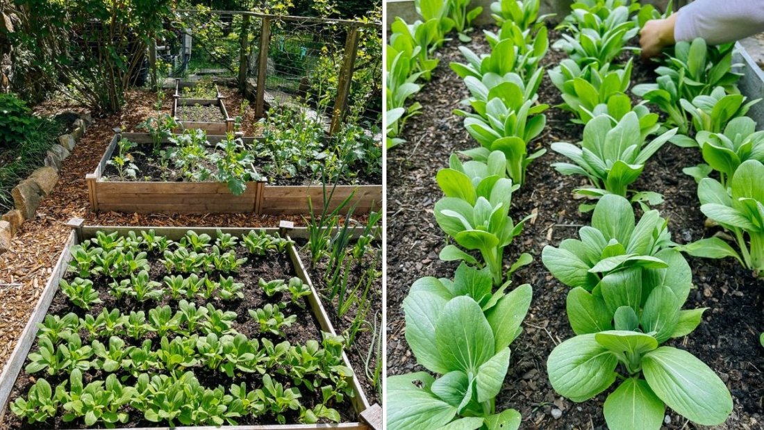 Bok Choy Benefits: The Ultimate Superfood for Your American Kitchen