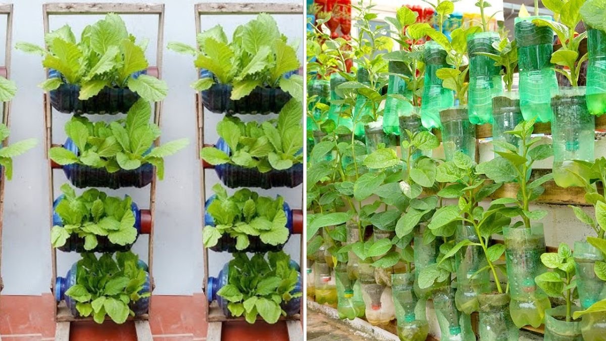 Tatsoi The Underrated Supergreen Every American Kitchen Needs