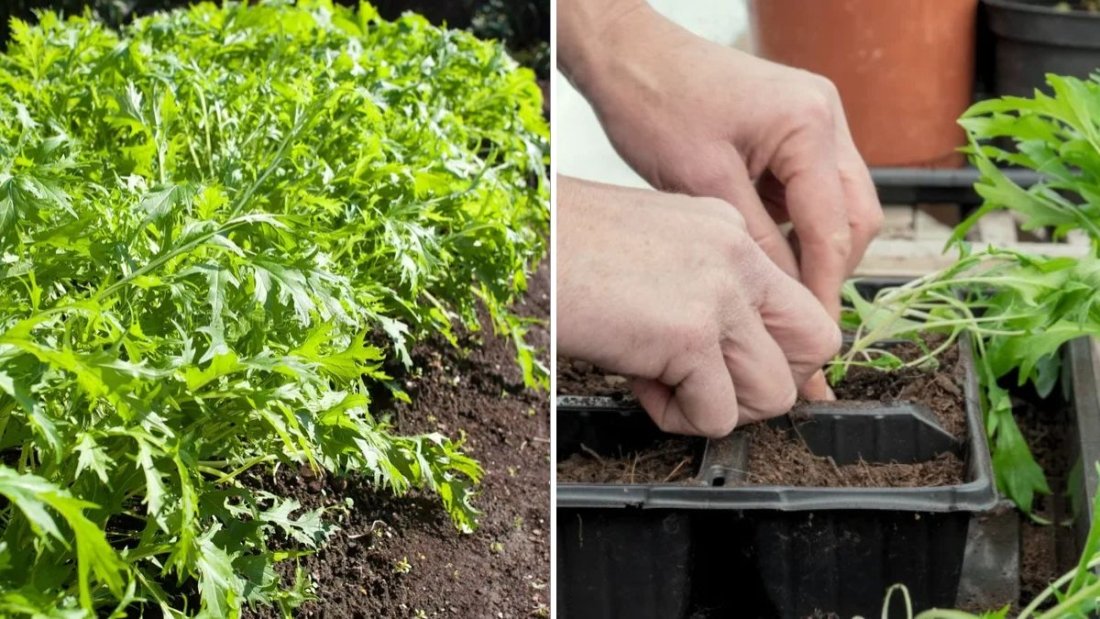 Mizuna The Peppery Supergreen Perfect for Your American Kitchen