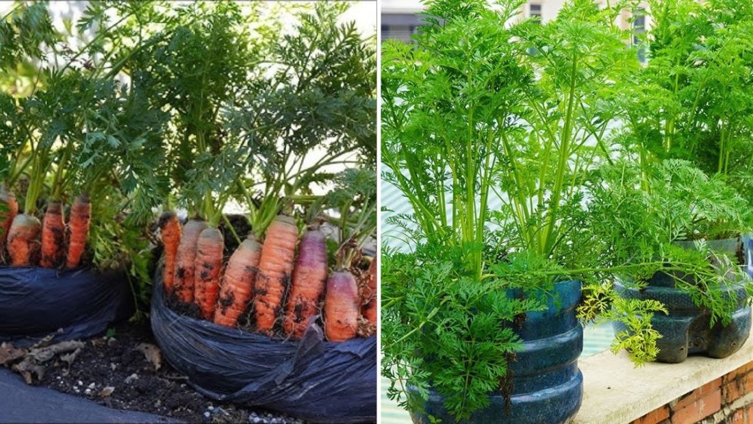 Carrots The Crunchy, Nutrient-Packed Root Every American Garden Should Grow