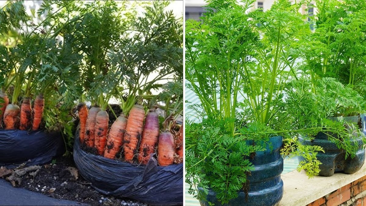 Carrots The Crunchy, Nutrient-Packed Root Every American Garden Should Grow