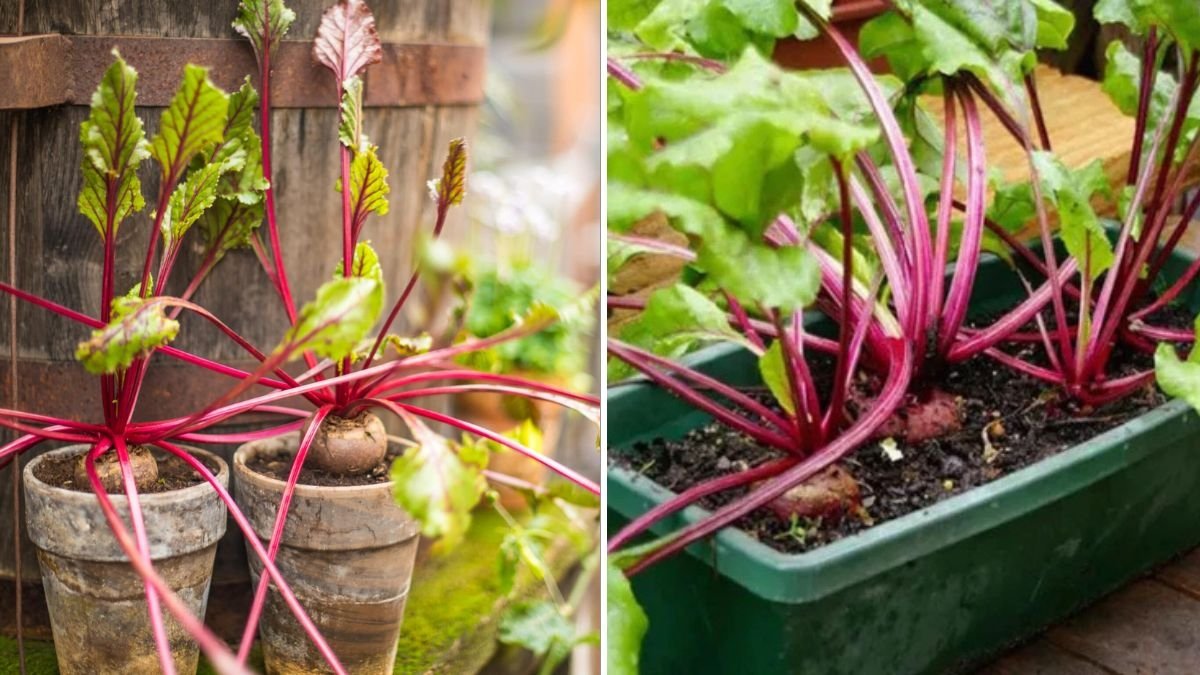 Beetroot The Vibrant, Nutrient-Packed Superfood Every American Garden Should Grow