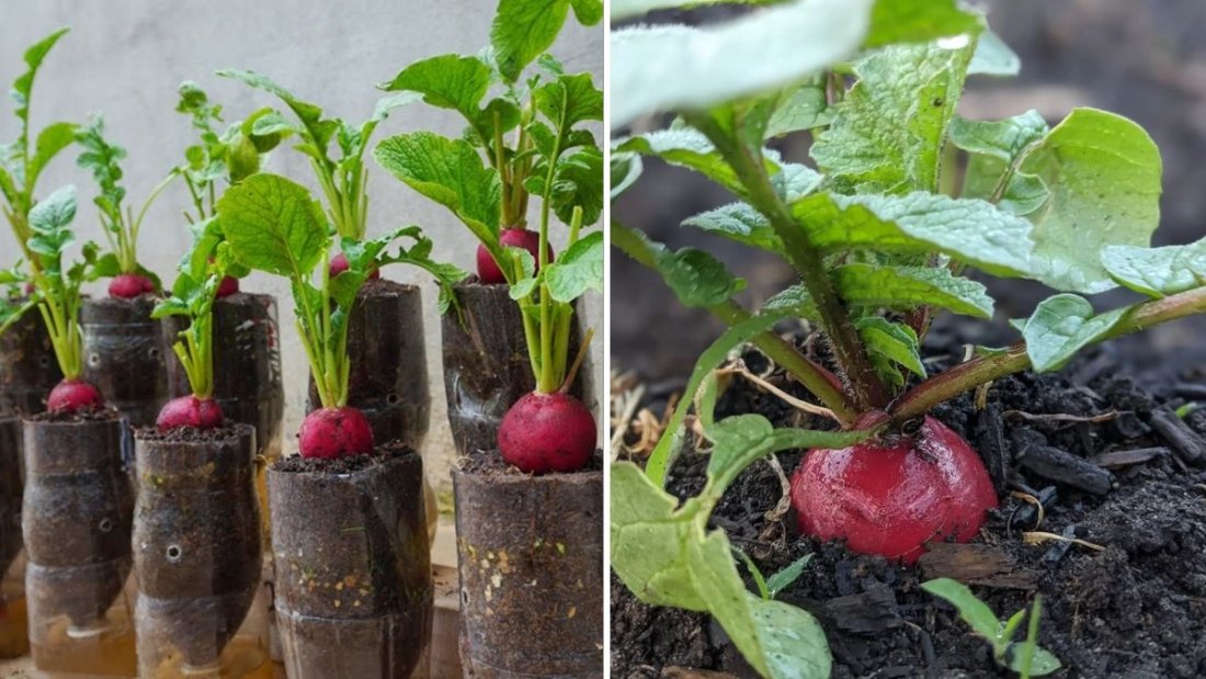 Radish The Crisp, Nutrient-Packed Root Every American Garden Should Grow