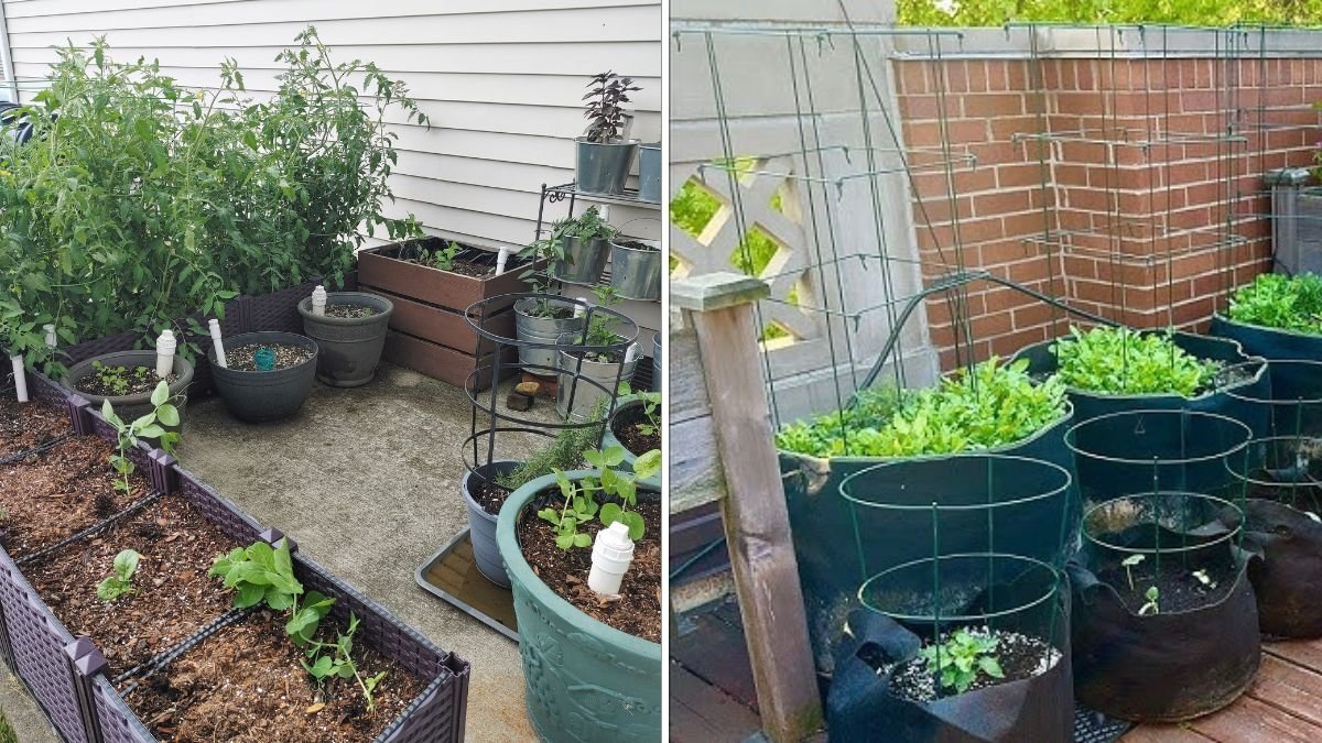 Parsnips: The Sweet, Nutritious Root Vegetable Every American Garden Should Grow