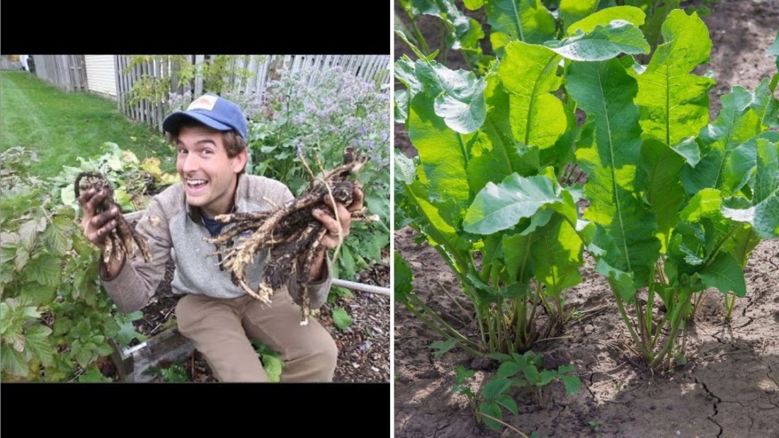Horseradish The Ultimate Guide to Health Benefits, Cooking Tips, and Bold American Recipes