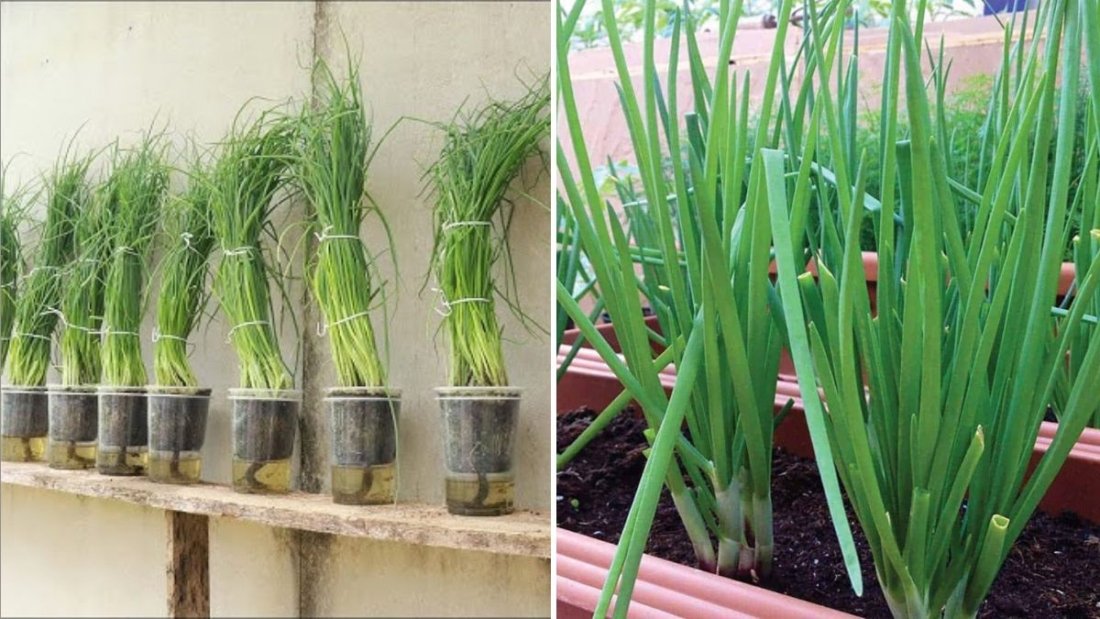 Onion The Complete Guide to Nutrition, Cooking Tips, and Delicious American Recipes