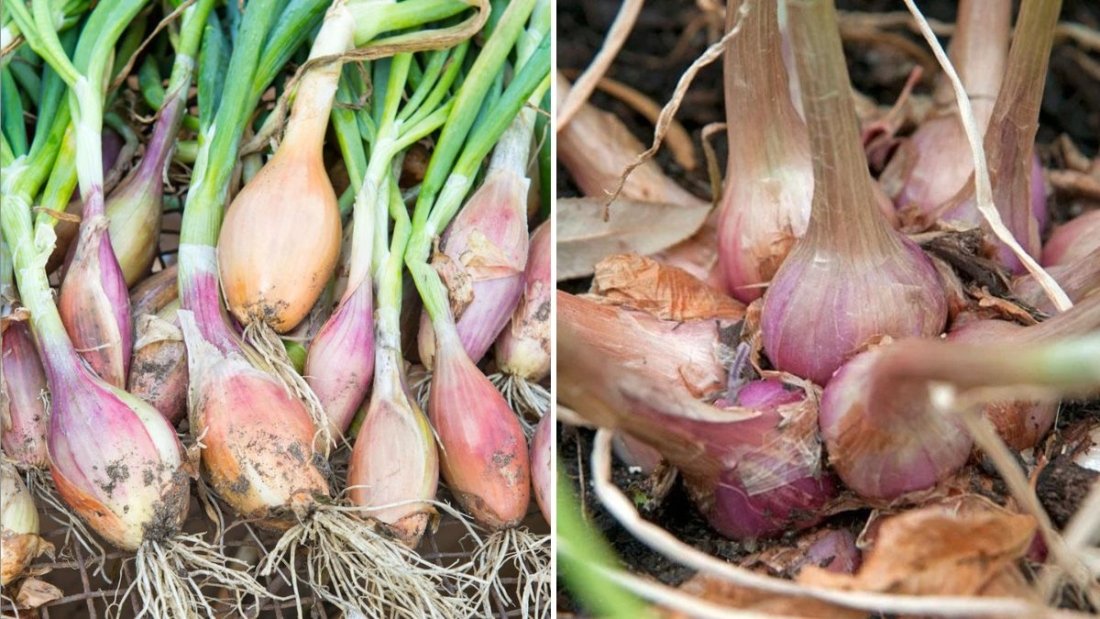 Shallots The Flavor-Packed Secret Ingredient Every American Kitchen Needs
