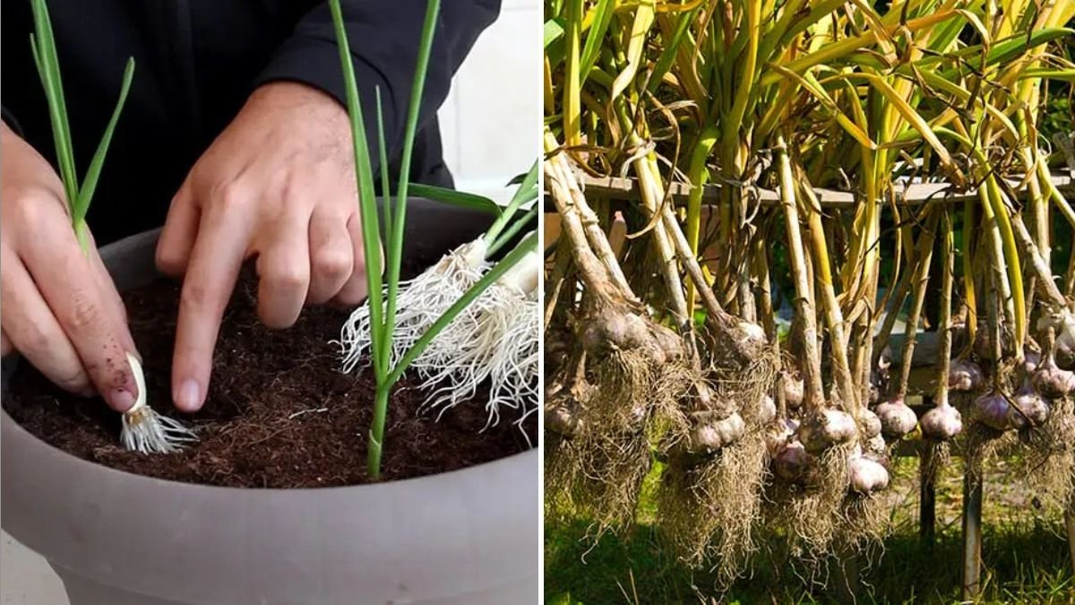 Garlic The Flavorful American Kitchen Staple with Powerful Health Benefits