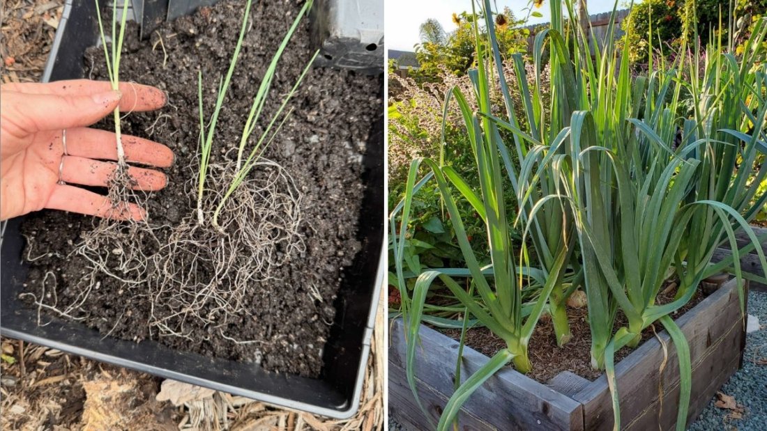 Leeks The Unsung Hero of American Kitchens—Flavor, Nutrition & Easy Recipes