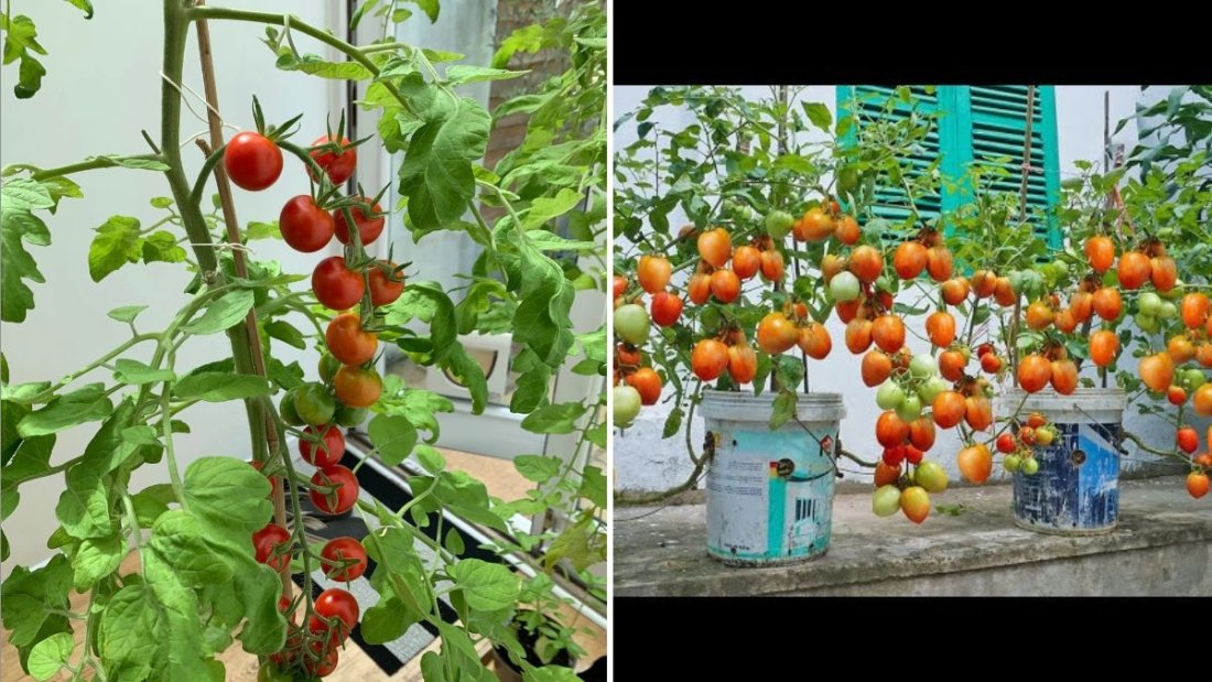 The Ultimate Guide to Tomatoes: Health Benefits, Varieties, and Delicious Ways to Use Them