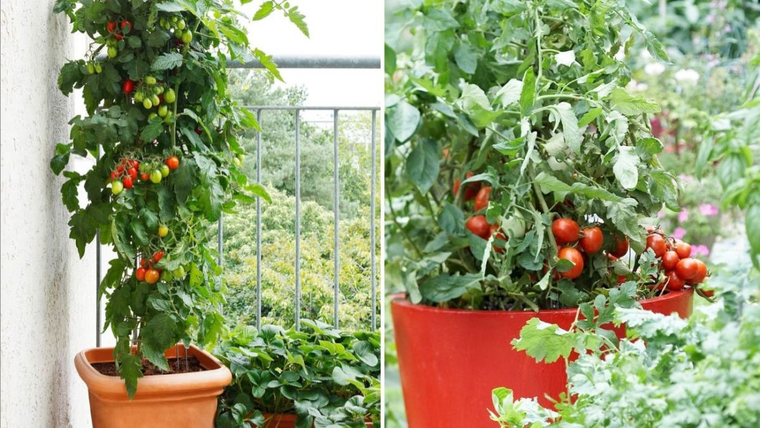 Cherry Tomatoes The Sweet, Juicy Superfood Transforming American Kitchens