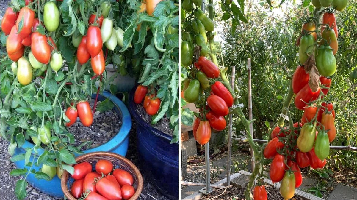 Roma Tomatoes The Essential Ingredient for Flavorful American Meals