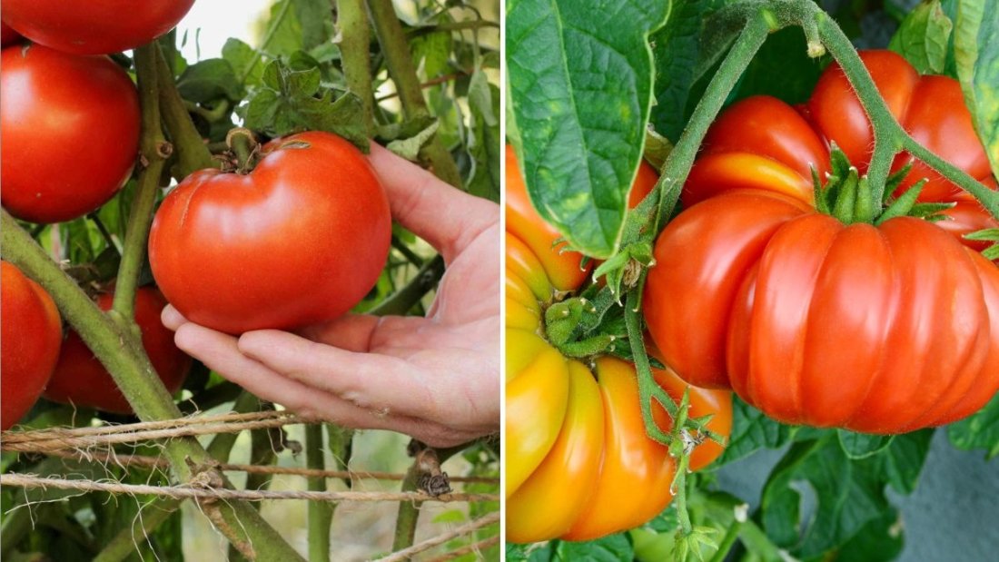 Beefsteak Tomatoes The Juicy Giant That Elevates Every American Meal