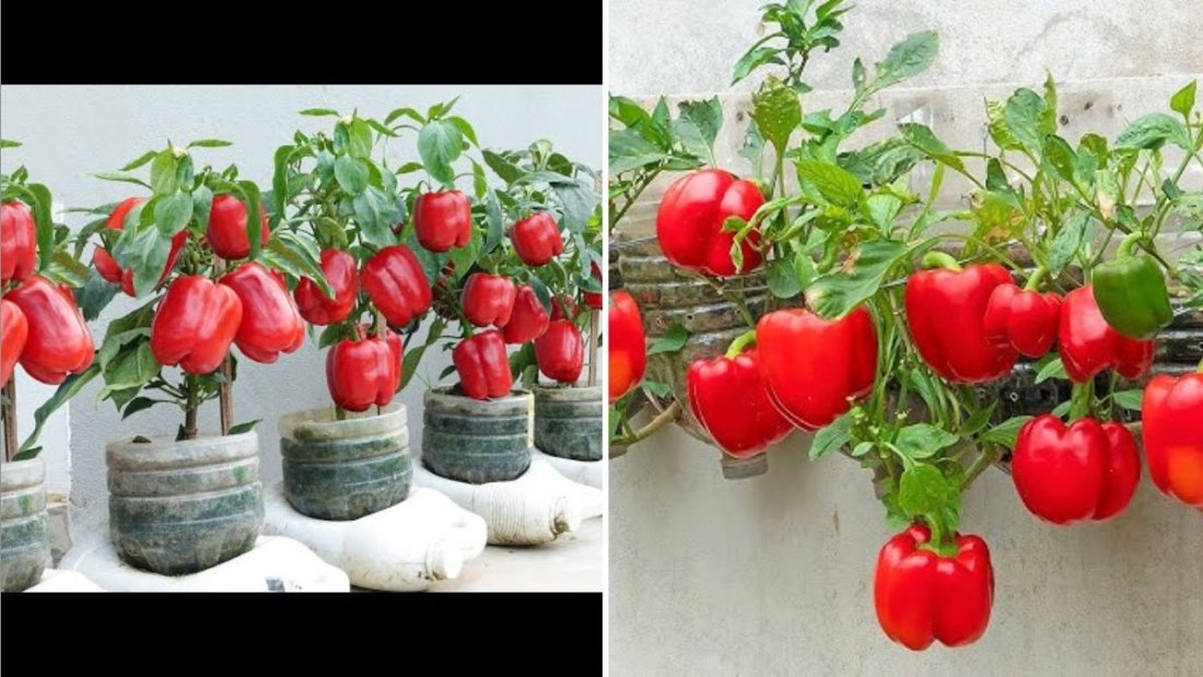 Bell Peppers The Colorful, Crunchy Superfood Transforming American Kitchens