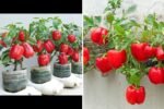 Bell Peppers The Colorful, Crunchy Superfood Transforming American Kitchens
