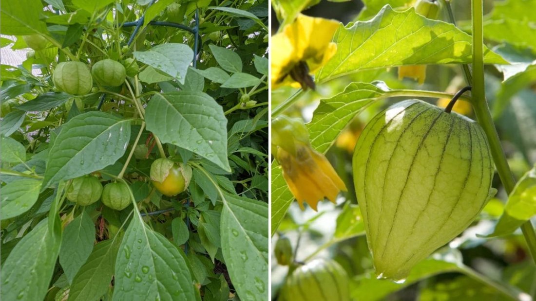 Tomatillo The Ultimate American Guide to Growing, Cooking, and Enjoying This Tangy Superfood