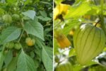 Tomatillo The Ultimate American Guide to Growing, Cooking, and Enjoying This Tangy Superfood
