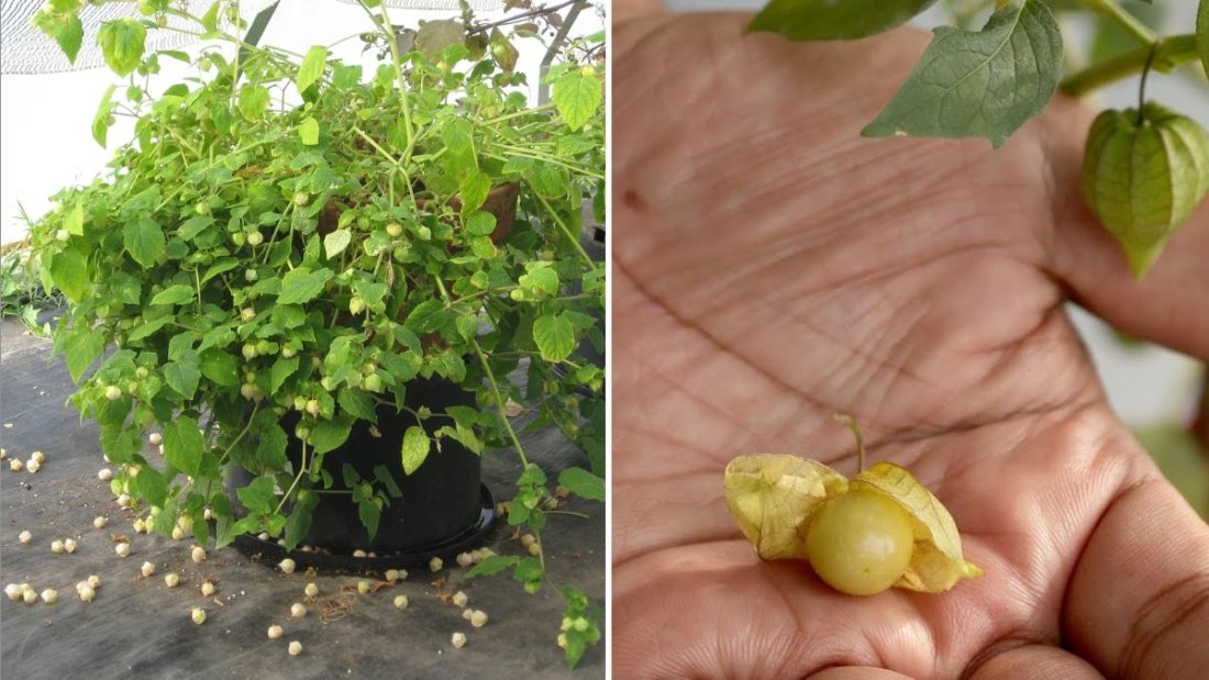 Ground Cherry Guide The Ultimate American Handbook to Growing, Cooking, and Enjoying This Hidden Superfruit
