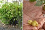 Ground Cherry Guide The Ultimate American Handbook to Growing, Cooking, and Enjoying This Hidden Superfruit