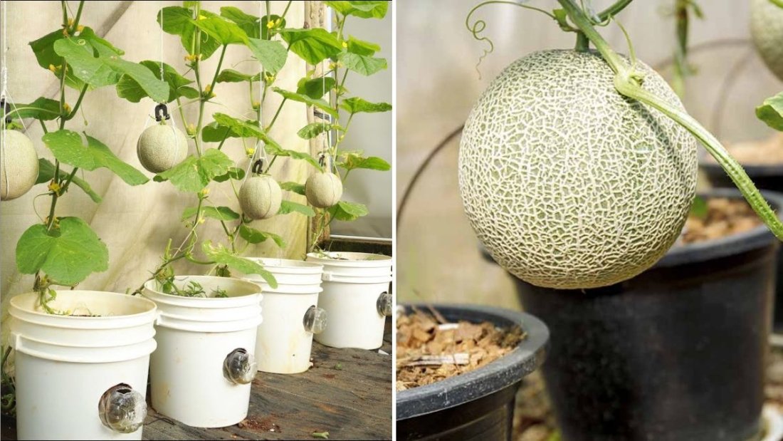 Melon Magic The Ultimate American Guide to Growing, Choosing, and Enjoying This Sweet Summer Superfruit