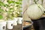Melon Magic The Ultimate American Guide to Growing, Choosing, and Enjoying This Sweet Summer Superfruit