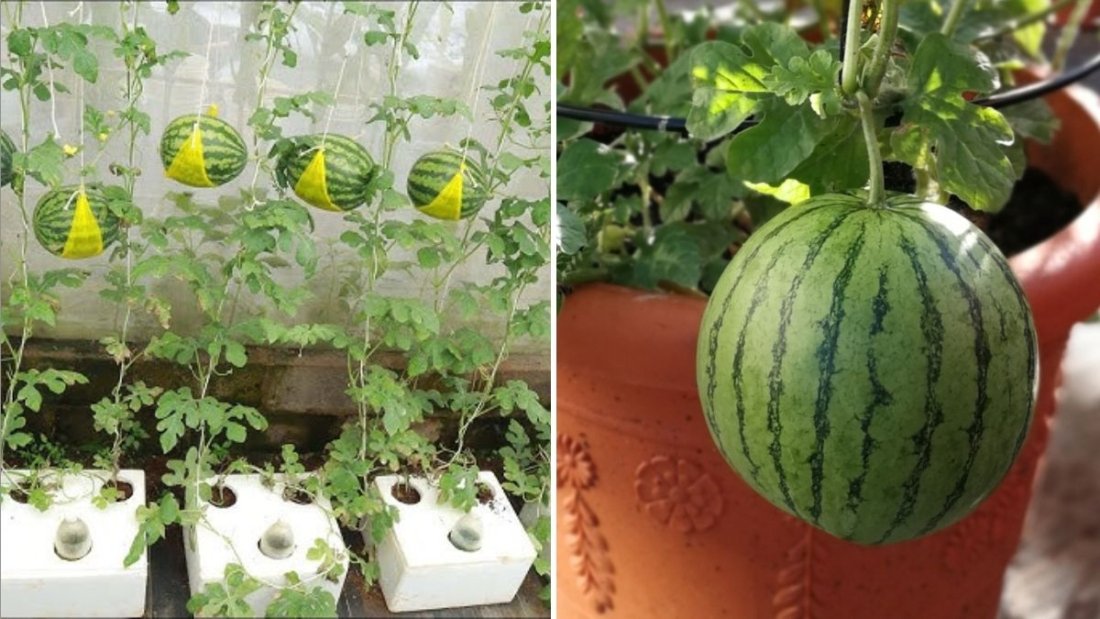 Watermelon Wonders The Ultimate American Guide to Growing, Eating, and Enjoying This Juicy Summer Favorite