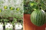 Watermelon Wonders The Ultimate American Guide to Growing, Eating, and Enjoying This Juicy Summer Favorite