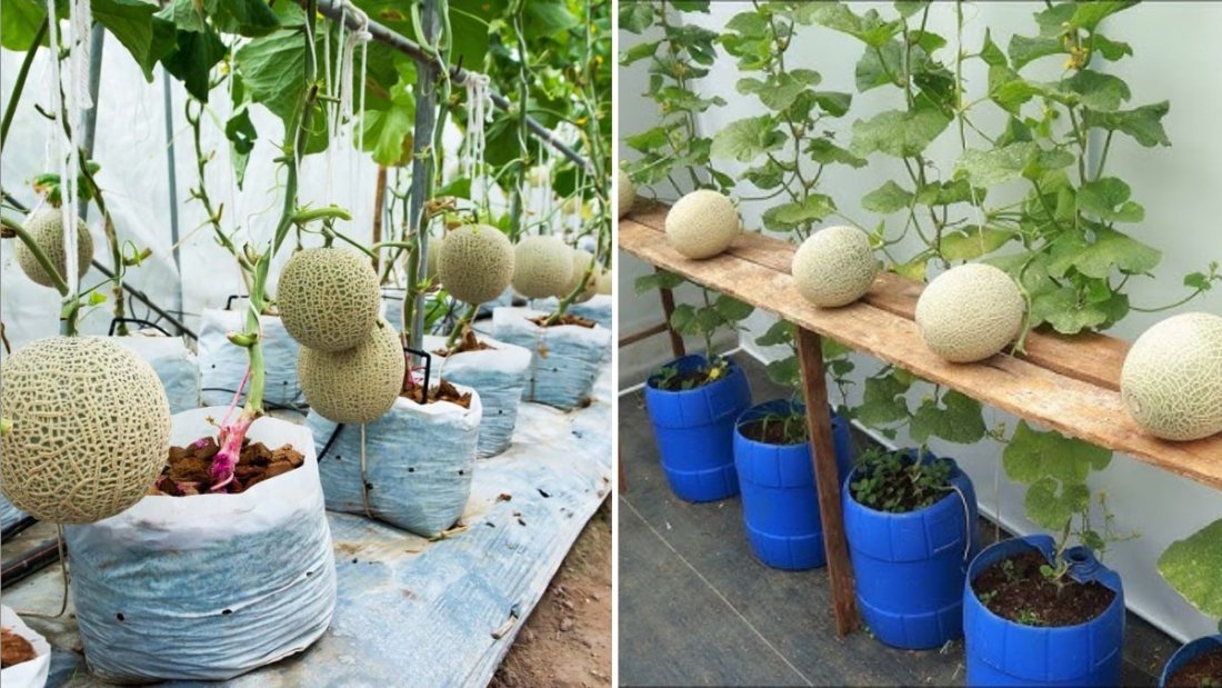 Honeydew Melon Heaven The Ultimate American Guide to Growing, Selecting, and Enjoying This Sweet Summer Fruit