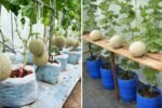 Honeydew Melon Heaven The Ultimate American Guide to Growing, Selecting, and Enjoying This Sweet Summer Fruit