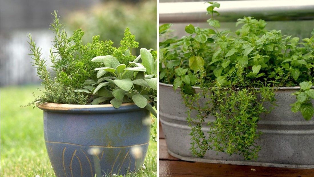 Savoring Sage How to Grow, Cook, and Celebrate This Aromatic Herb in American Homes