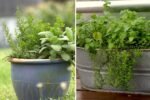 Savoring Sage How to Grow, Cook, and Celebrate This Aromatic Herb in American Homes