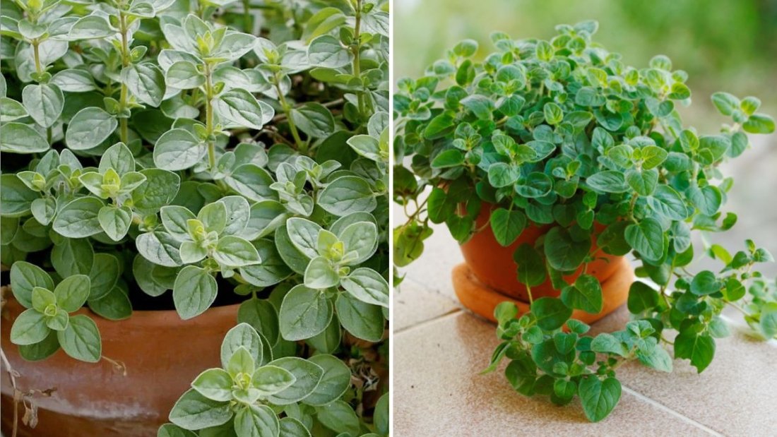 The Magic of Oregano How to Grow, Cook, and Enjoy This Flavorful Herb in Every American Kitchen