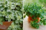 The Magic of Oregano How to Grow, Cook, and Enjoy This Flavorful Herb in Every American Kitchen