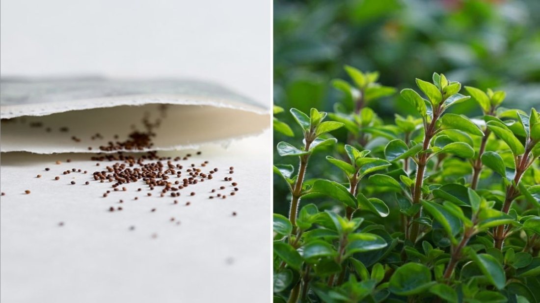 Marvelous Marjoram How to Grow, Cook, and Enjoy This Sweet Herb in Every American Kitchen