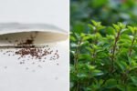 Marvelous Marjoram How to Grow, Cook, and Enjoy This Sweet Herb in Every American Kitchen