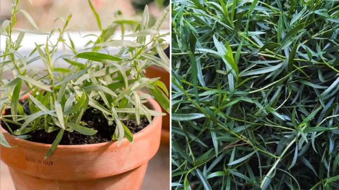 Tantalizing Tarragon How to Grow, Cook, and Enjoy This Elegant Herb in Every American Kitchen
