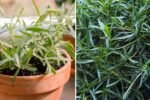 Tantalizing Tarragon How to Grow, Cook, and Enjoy This Elegant Herb in Every American Kitchen