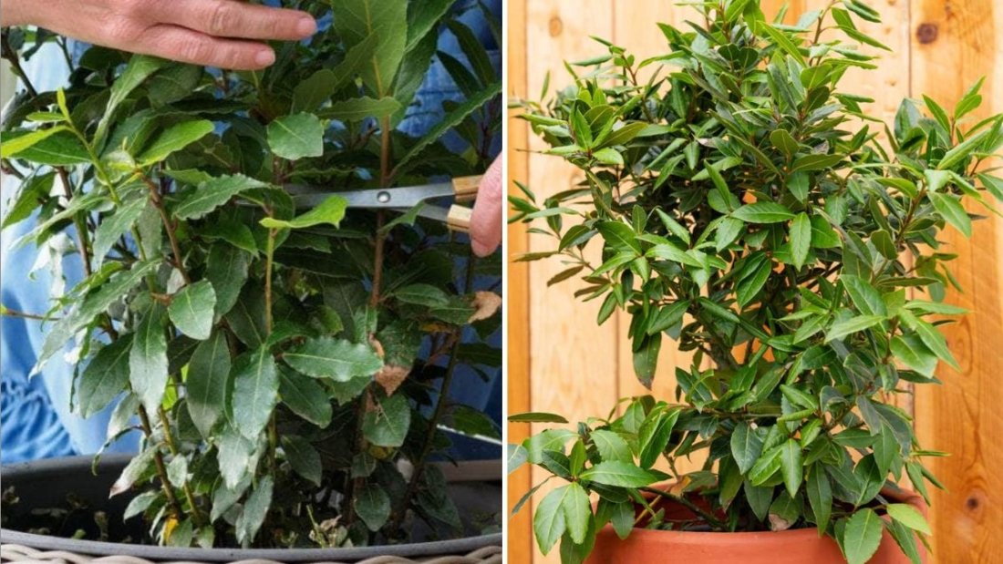 Bay Laurel The Timeless Herb That Brings Fragrance, Flavor, and Elegance to American Kitchens and Gardens