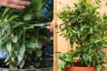 Bay Laurel The Timeless Herb That Brings Fragrance, Flavor, and Elegance to American Kitchens and Gardens