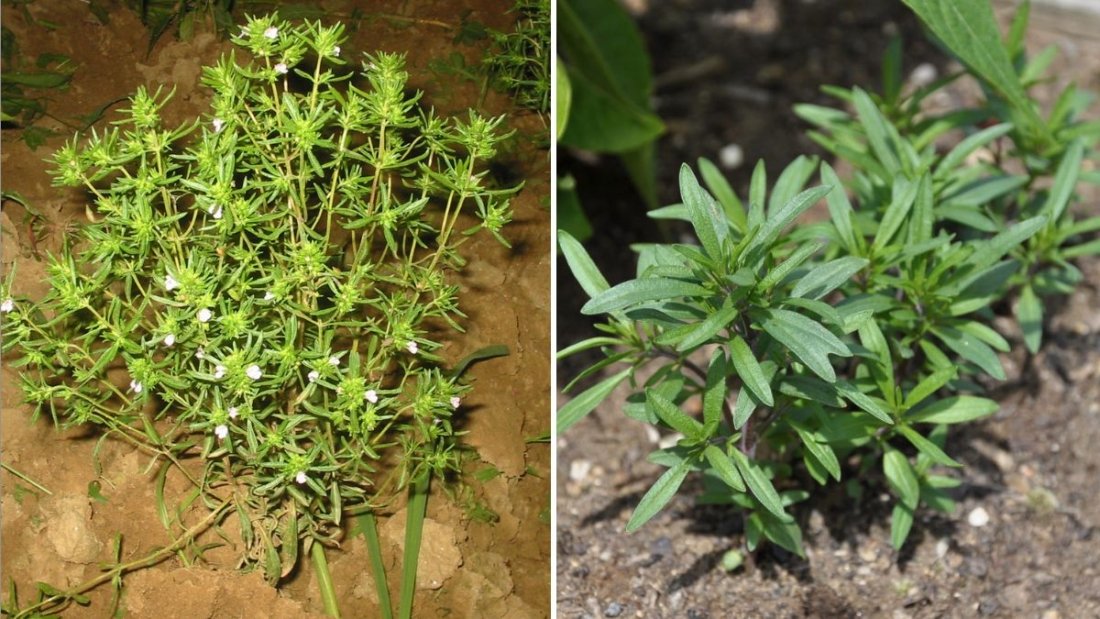 Summer Savory The Fragrant American Herb That Adds Flavor, Health, and Freshness to Your Garden and Kitchen