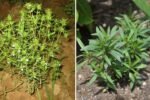 Summer Savory The Fragrant American Herb That Adds Flavor, Health, and Freshness to Your Garden and Kitchen